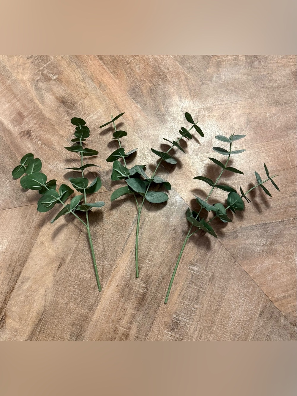 Eucalyptus stems